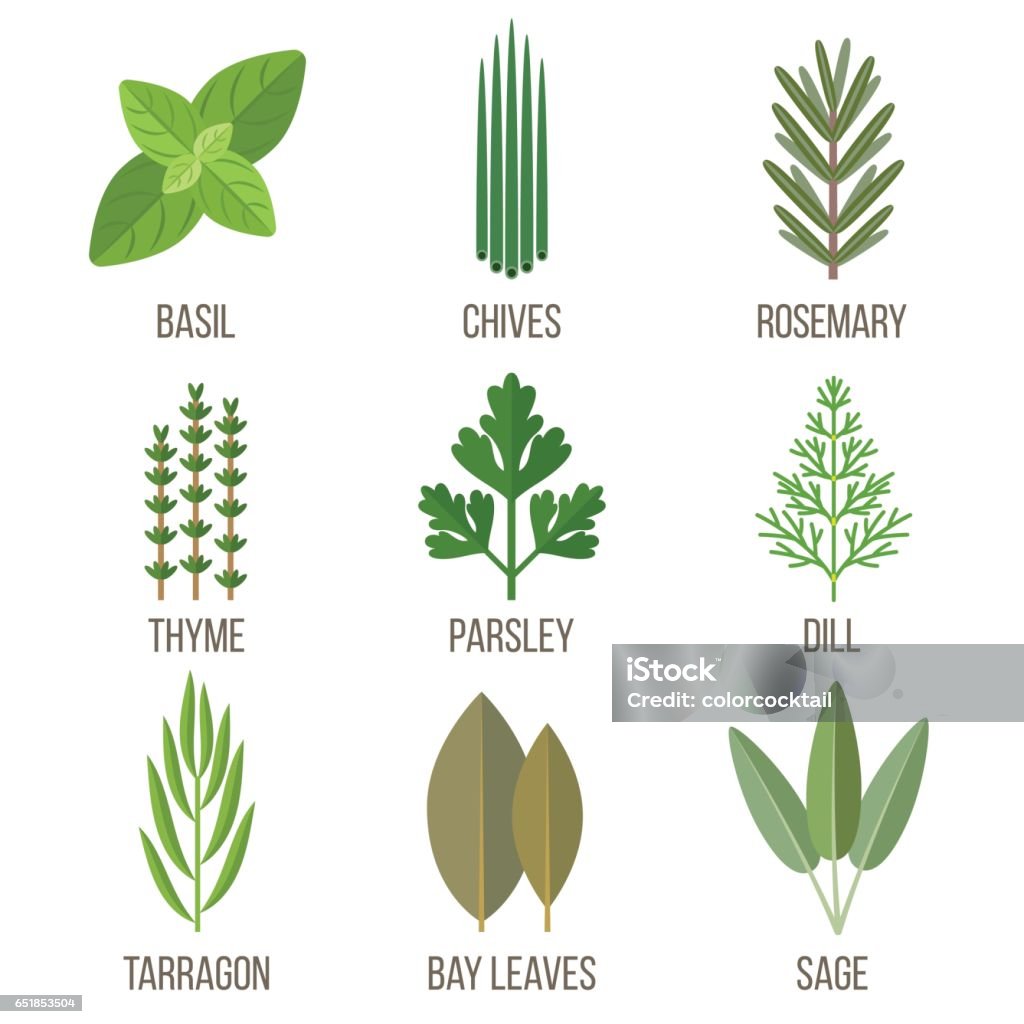 Cculinary herbes - clipart vectoriel de Basilic libre de droits