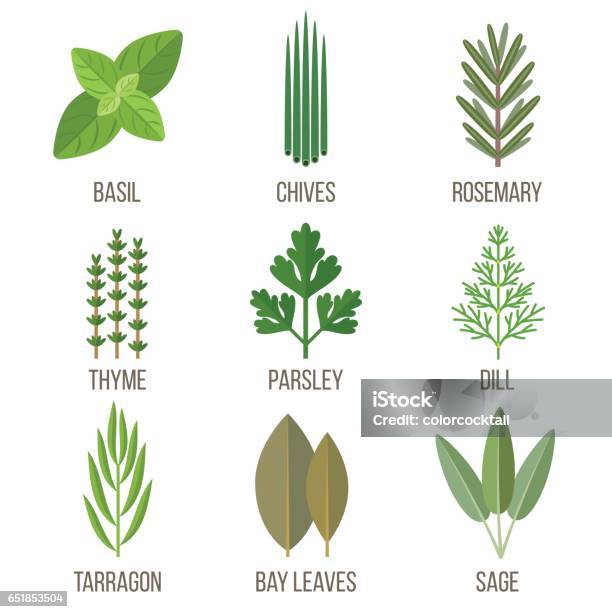 Cculinary Herbes Vecteurs libres de droits et plus d'images vectorielles de Basilic - Basilic, Vectoriel, Sauge