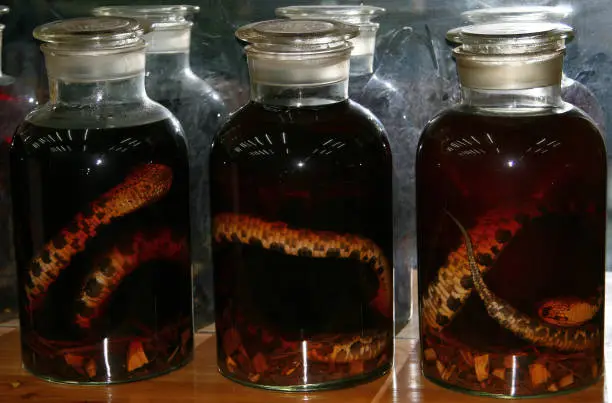 Photo of Glass jars with alcohol tincture on poisonous snakes in a small Chinese village shop