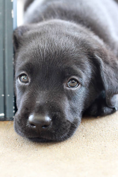 istock Black Labrador Puppy Laying On Ground Looking At Camera 651913906