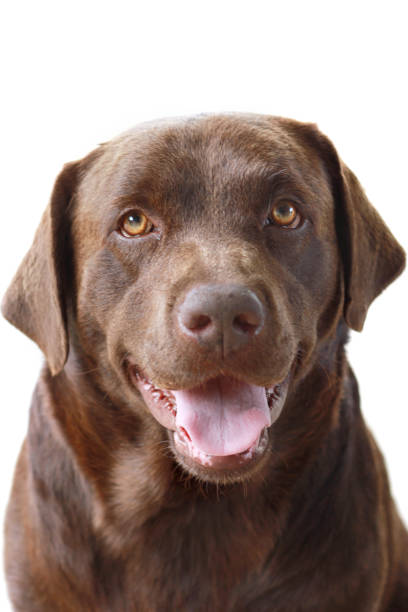 istock Chocolate Labrador Dog Happy Face Looking At Camera 651913976