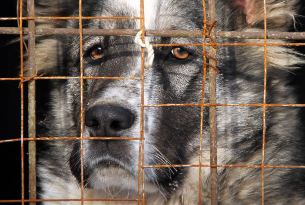 istock Young Central Asian Shepherd Dog in a cage 651943928