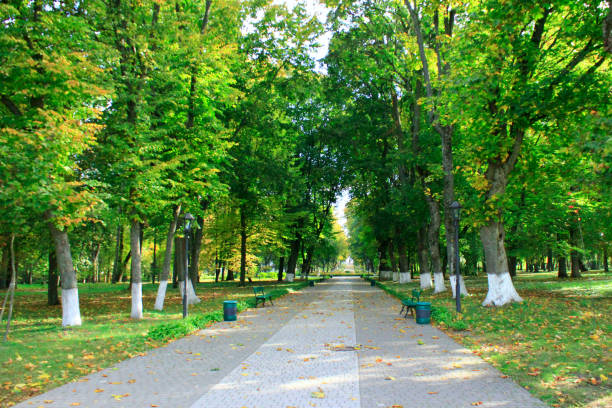 istock Autumnal park with promenade path and big trees 651968060