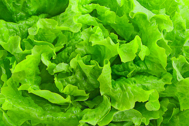 istock Fresh green Lettuce salad background 651970218