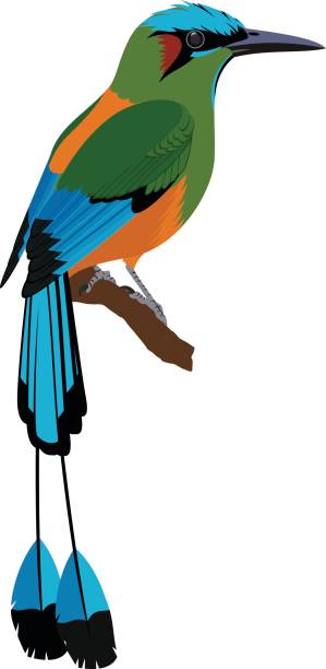 illustrations, cliparts, dessins animés et icônes de vector turquoise motmot à sourcils bleus - ortalide motmot