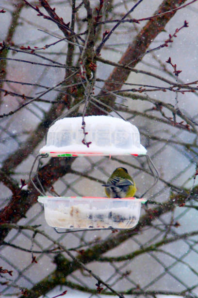 istock titmouse on the feeding-rack in the winter 651970424