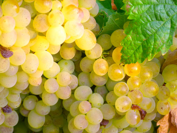 istock Cluster of white grapes on the vine 651976724