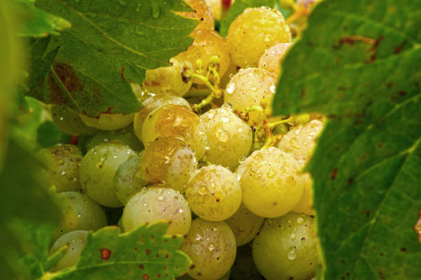 istock Cluster of white grapes on the vine 651976842