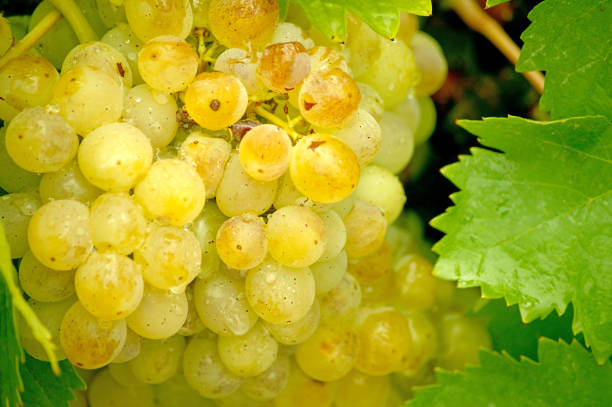 istock Cluster of white grapes on the vine 651976890