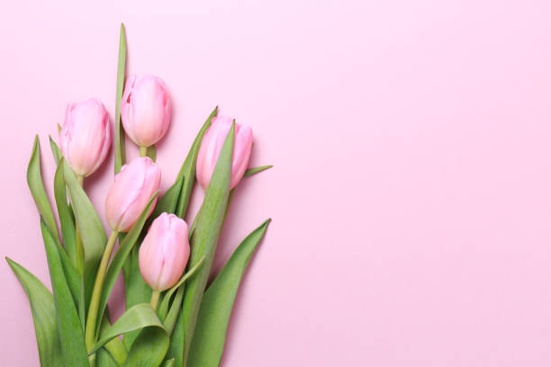 istock Pink tulips on the pink background. Flat lay, top view.  Valentines background. 651982640