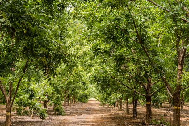 ピーカンオーチャード - pecan nut hickory tree food and drink ストックフォトと画像