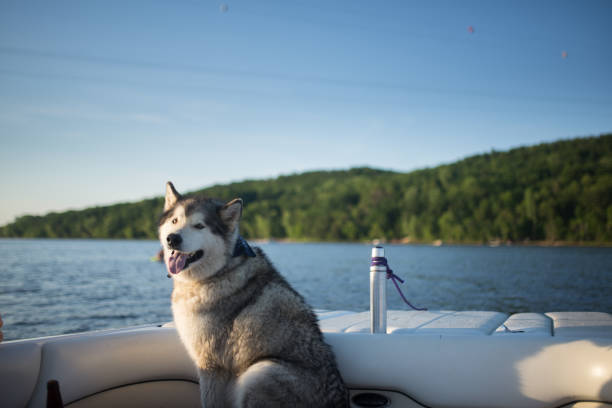 Dog in a motorboat