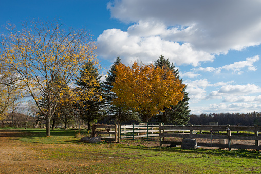 Field, Farm, Bluegrass Region, Paddock