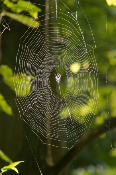 istock Spider in the Middle of the Web Among Trees 652113028
