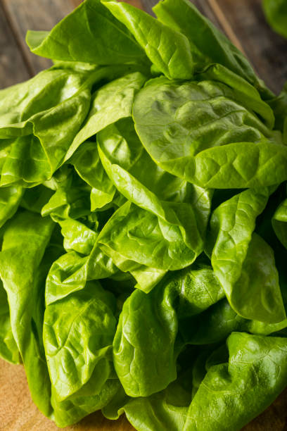 istock Raw Green Organic Boston Butter Lettuce 652119170