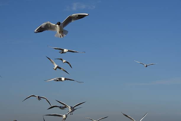 istock Low Angle View Of Seagull Flying Against Clear Sky 652119831