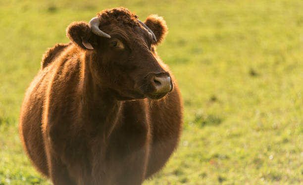 istock Cow on Family Farm 652122376