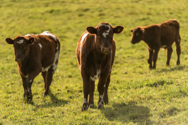 istock Cows on Family Farm 652122386