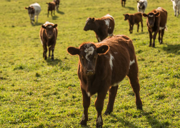 istock Cows on Family Farm 652122398