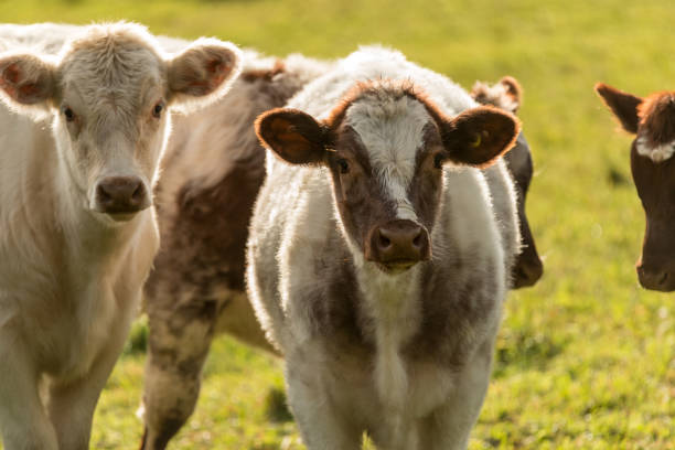 istock Cows on Family Farm 652122400