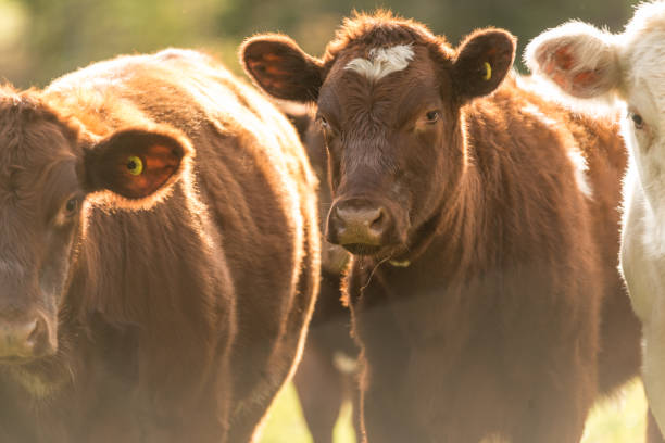 istock Cows on Family Farm 652122402