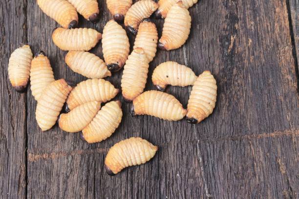 istock Red palm weevil, Sago beetle worm, on the wooden floor 652130764