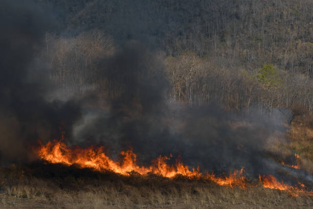 istock smoke from the wildfire in the forrest. 652133250