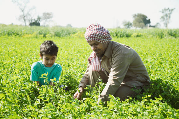 Happy Indian farmer with son plucking crop in green field