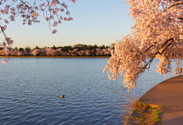 istock Tidal Basin during cherry blossom peak in Washington DC, USA. 652136678