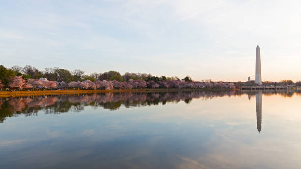 istock Washington Monument across Tidal Basin during cherry blossom festival. 652137316