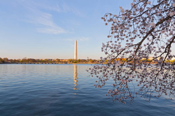 istock Washington Monument across Tidal Basin during cherry blossom festival. 652137342