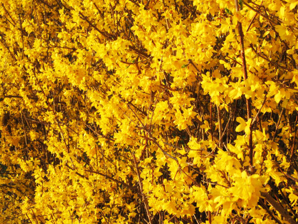 istock Springtime Forsythia Flowers in March 652138040