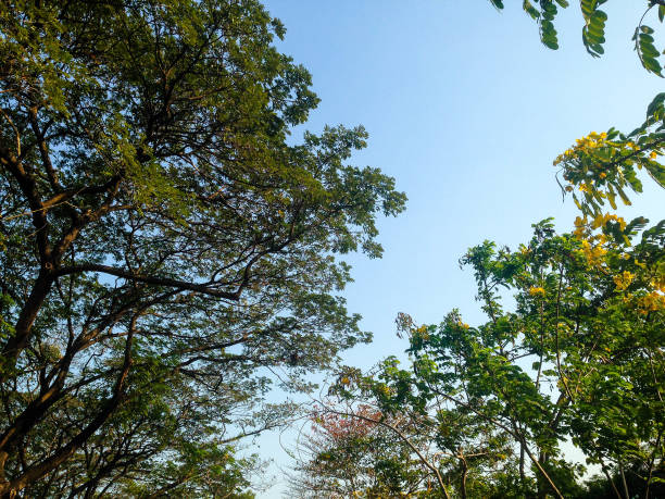 istock Beautiful trees green and blue sky background 652140168
