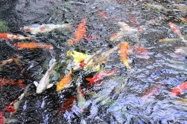 istock Colorful koi carp fish swimming in pond, top view 652140888