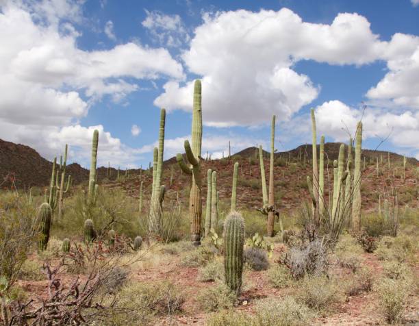 istock Forest Of Saguaro Cactus 652141224