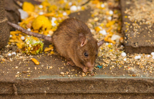 istock Karni mata rat temple in Rajasthan, India 652147358