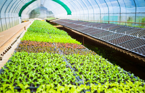 istock Organic hydroponic vegetable garden greenhouse farming 652148034