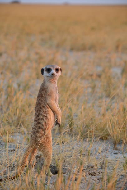 istock Africa Botswana standing meerkat 652151356