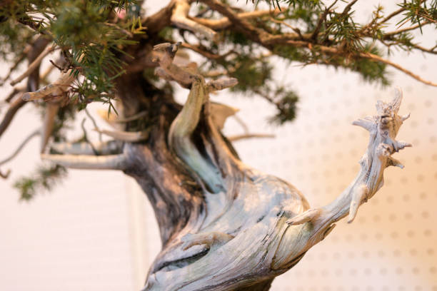 istock Bonsai - Art of plant 652158102