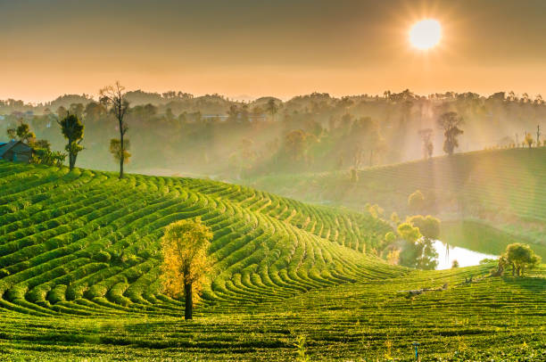 Panoramic view Sunrise and mist on mountain view at the north of thailand Panoramic view Sunrise and mist on mountain view at the north of thailand chiang rai province stock pictures, royalty-free photos & images