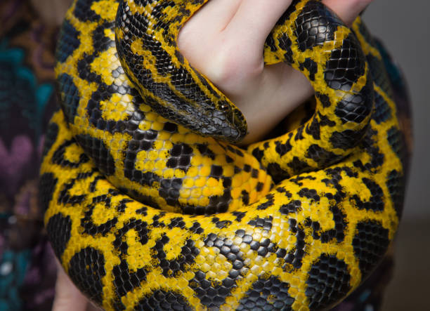 istock Yellow snake in woman's hands 652159446