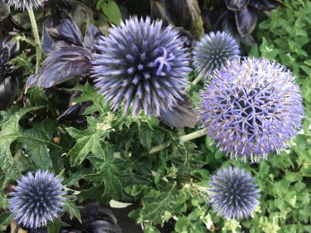 istock Purple spikes flower 652165480
