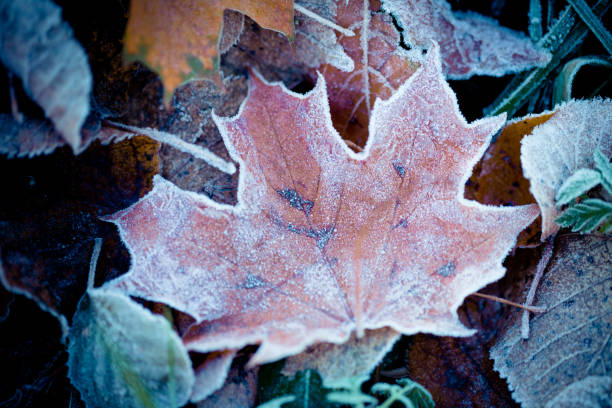 istock Autumn leaves frozen Artmif.lv 652169080