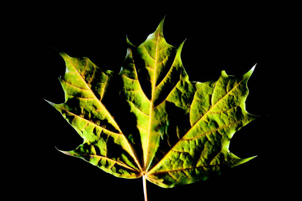 istock Autumn leaves Artmif.lv 652169088