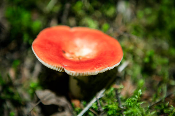 Mushroom growing on the forest floor