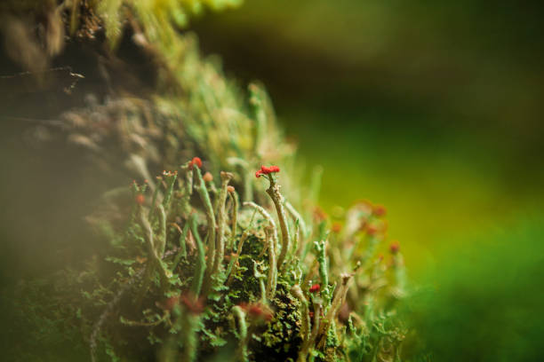Fungi growing in British Columbia