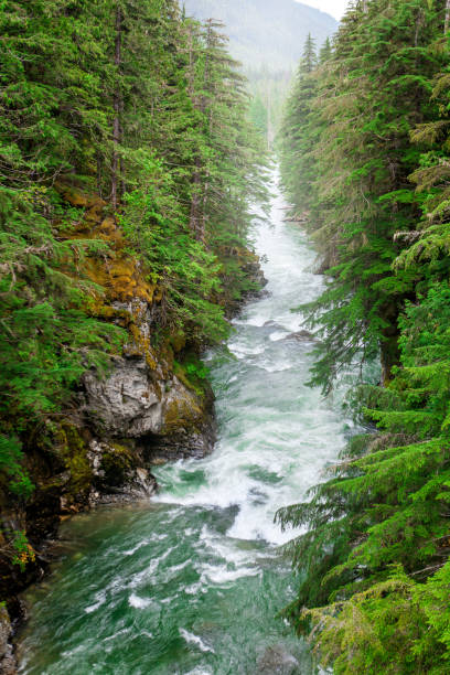 istock Seymour River in British Columbia 652172432