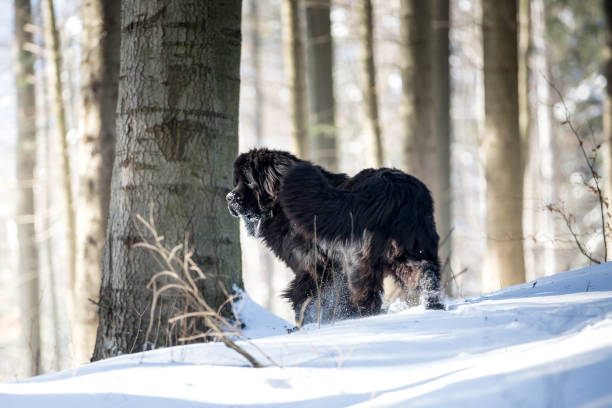 Newfoundland playing in the snow. Newfoundland playing in the snow. newfoundland dog photos stock pictures, royalty-free photos & images