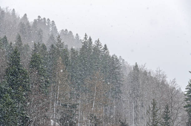 istock Mountain range with pine forest and fog, winter time with snow 652173020