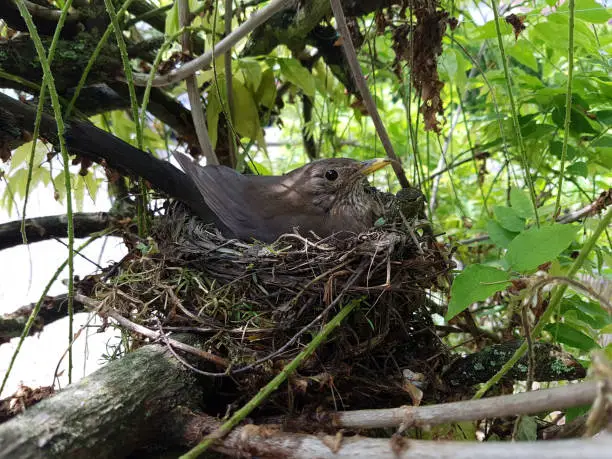 Blackbird, Turdus, merula